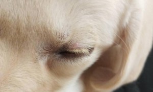 狗狗上眼睑忽然肿了，什么情况？