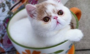 今日科普：茶杯猫能活多长时间？