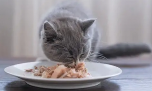 饱崽饭猫条好吃吗？