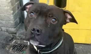 小黑狗被主人遗弃在火车站 它流下了眼泪