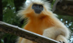 世界十大珍稀猴子排名，褐吼猴位列第七