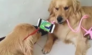 狗狗给狗老婆当手机架，单身汉们大呼活的比不上狗！