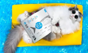 让宠物界假洋品牌颤抖的猫粮品牌“有鱼”，入驻鲸仓智享仓！