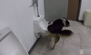 狗狗跑进洗手间去小便，上完还没忘记冲厕所，一旁小伙惊得瞠目结舌