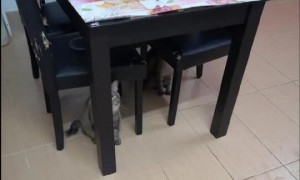 猫咪犯错之后躲在桌子地上，还时不时歪头看主人气消了没：别骂啦
