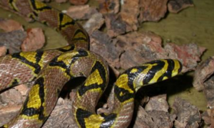 玉斑锦蛇吃什么 人工驯养的玉斑锦蛇喜欢吃乳鼠