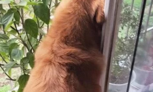 金毛总是趴在阳台上观望，主人好奇跟上它，凑身看去瞬间被萌翻