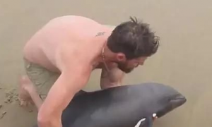 纳米比亚搁浅小海豚获救后摇尾致谢