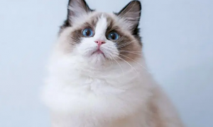布偶猫猫粮：美食背后的秘密与魅力！