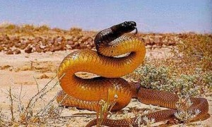 澳洲金刚蛇有毒吗 毒性能轻松杀死数十人