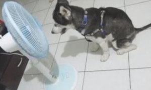 二哈独自一人占据一台散热风扇，无论由谁来都不给共享，它是一只假雪橇犬