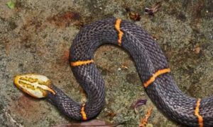 喜玛拉雅白头蛇怎么养 喜欢吃一些小动物