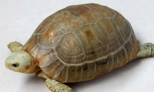 埃及陆龟能在水里养吗？