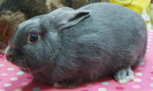 英国银兔是什么品种？