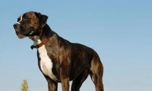 世界犬种介绍：德国拳师犬