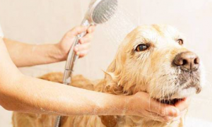 狗狗冬天应该每天洗澡吗？