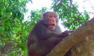 台湾猕猴损农作 农夫被迫架电网自救