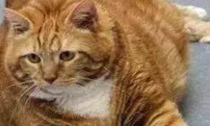 被遗弃的肥猫花3年成功减重23斤 闪瞎全世界
