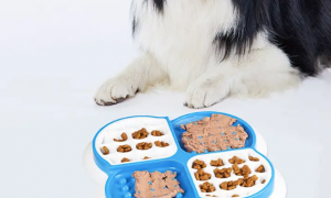 法瑞特Favorite宠物缓食碗：一款为宠物打造的智能喂食器