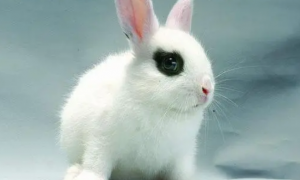 侏儒海棠兔的价格 价格波动幅度比较大