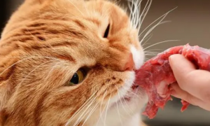 猫吃生肉吐了怎么办？猫吃生肉吐了会不会死？
