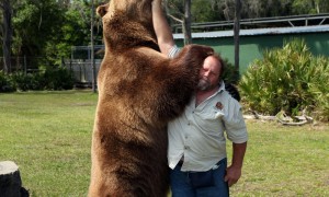 俄罗斯最失败的熊，被当宠物养了20年，现在连“熊样”都没了！