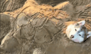 哈士奇被主人埋在了沙子里，还弄出了小乌龟样子，狗：你是在骂我吗