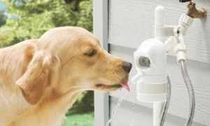 狗狗饮水不排尿怎么办？