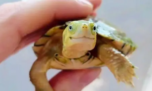 每天认识一种龟，黄喉拟水龟