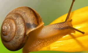 蜗牛的特点和生活特征和外形