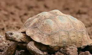 沙漠地鼠龟如何适应沙漠环境？感兴趣不妨来看看吧