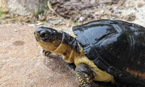 「龟种学堂」侏儒侧颈龟，全世界排名前三的小体型龟