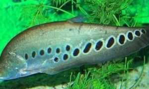 七星刀鱼吃什么长得快？它们是食肉性鱼类