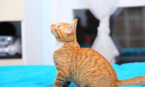 猫咪“吐舌杀”超可爱，但你知道它们为什么吐舌头吗？