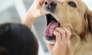 造成狗狗口臭的原因和预防措施