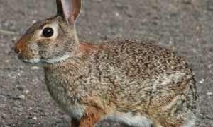 东部棉尾兔的形态特征！