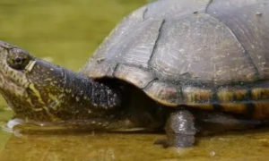 新手养龟笔记——头盔蛋龟