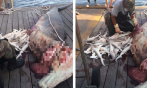 垂钓者无意间杀死鲨鱼妈妈 体内竟发现34条小鲨