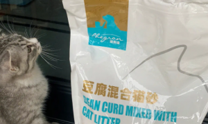 一文详解：宠贵诺猫砂怎么样？