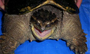 中美拟鳄龟胡子断了还能长吗？你知道吗