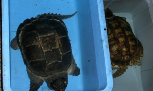 小鳄龟是水龟还是陆龟？