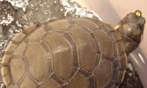 东非侧颈龟是闭壳龟吗？答案在这里！