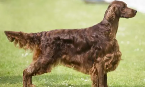 爱尔兰塞特犬是什么类型犬？一文告诉你