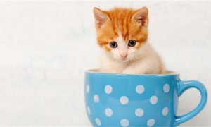 茶杯猫和茶杯狗的战争：到底谁是茶杯界的萌宠霸主？