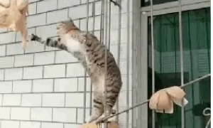 猫咪从一楼上摔下来会不会受伤 | 猫咪从楼上跳下，虽然大难不死，却也受伤不轻
