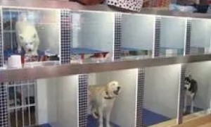 法斗寄养一天多少钱 | 宠物狗寄养在宠物店死亡 法院怎样让双方握手言和？