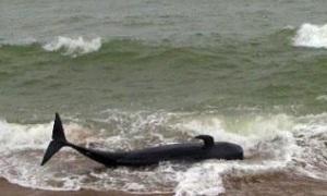 英国男童海滩遇搁浅小鲸鱼 帮助鲸鱼重返大海