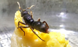 国内最大的蚂蚁——红足穴猛蚁 网上竟有人当宠物卖