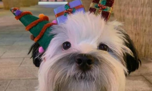 妹子买了一堆圣诞节头饰，想不到家中的狗子戴之后……萌爆了！