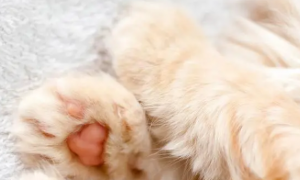 帮猫咪清洁脚，足部护理不可少！